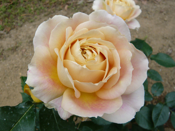 キャラメルアンティーク 楽天市場】キャラメル・アンティーク（大苗予約）7号鉢植え 四季咲き